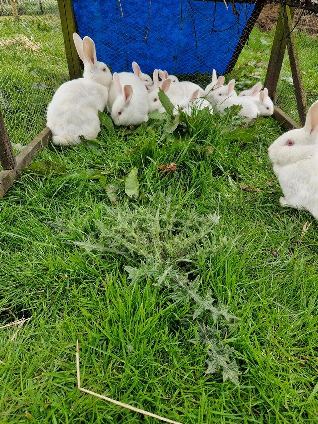 Preview of the first image of White New Zealand Young Rabbits For Sale.