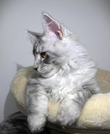 Image 6 of Stunning Silver Shaded Maine Coon Reservation