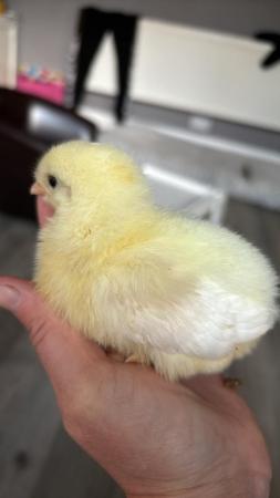 Image 5 of Baby chicks different breeds