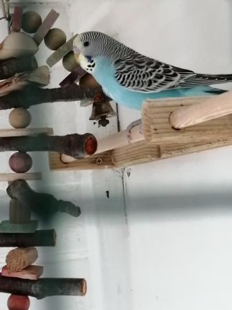 Image 3 of BABY BUDGIES for sale male and female from £20each
