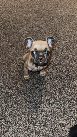 Image 1 of 10 week old French bulldog puppy