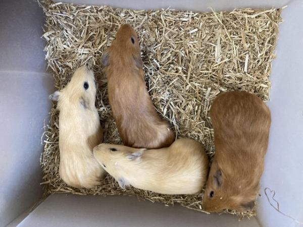 Image 2 of Female and Male Baby Guinea Pigs For Sale