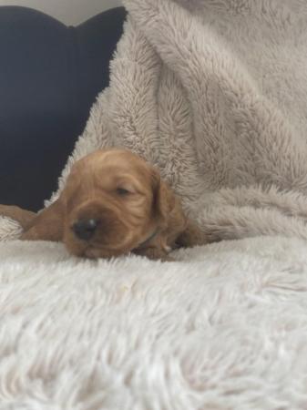 Image 11 of F1 cockapoo puppies looking for forever homes