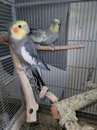 Image 1 of Breeding pair of cockatiels
