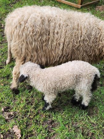 Image 2 of Valais Blacknose x with Eve lambs at foot