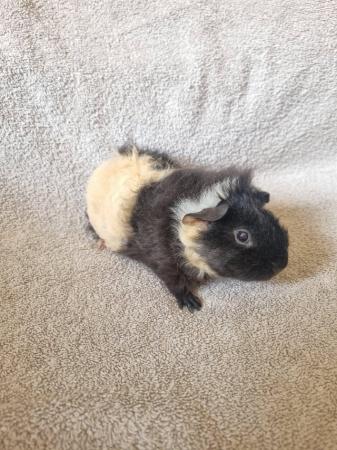 Image 1 of 3 boar guinea pigs looking for forever home