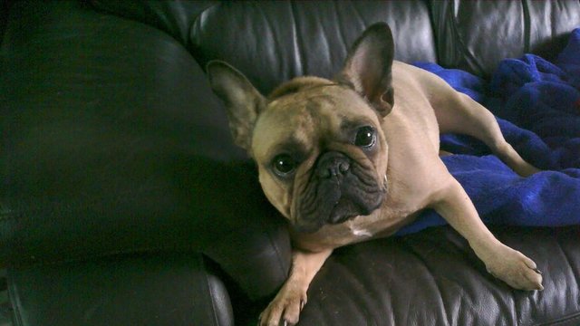 Image 5 of french bulldog female for sale