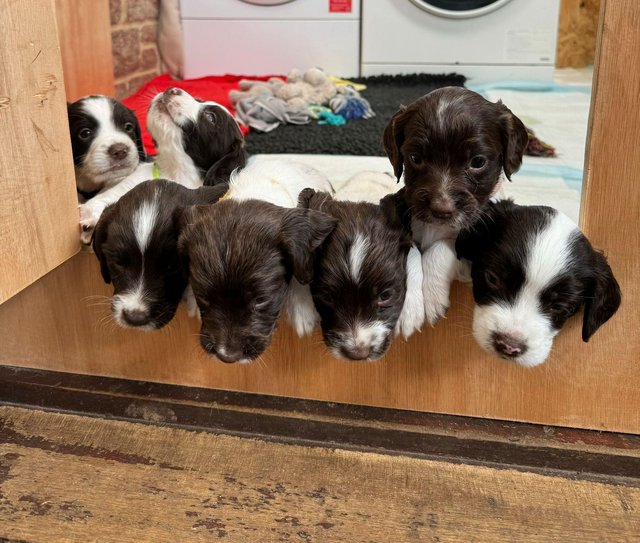 Preview of the first image of English Springer Spaniel Puppies KC Registered.