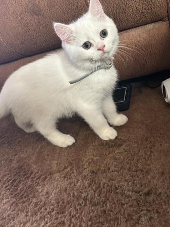 Image 12 of 1 Persian x kitten, white short haired boy, ready now,