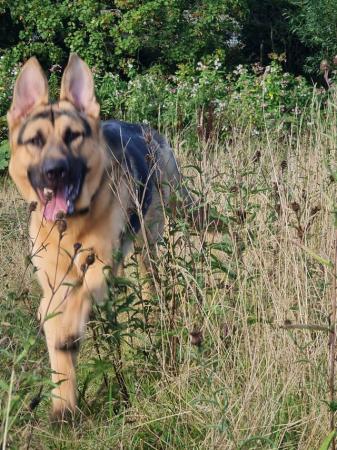 Image 2 of DexterGSD is still looking for home due to time wasters