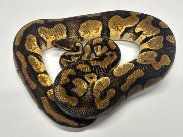 Image 4 of Ball Python Adult Females