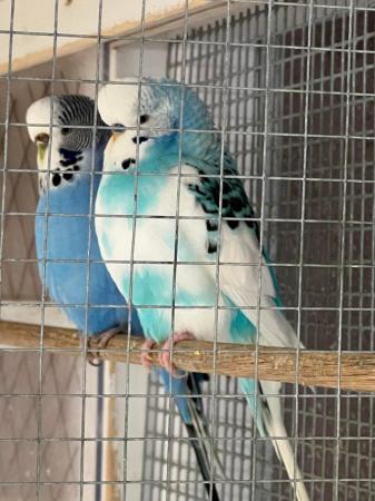 Image 5 of Young adult budgies various colours