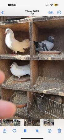 Image 3 of Good healthy pigeons all in for sale clean nice birds