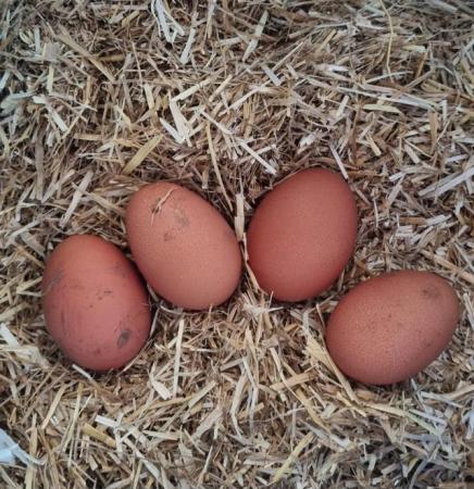 Image 2 of 6 quality fertile Wellsummers Eggs