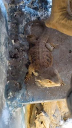 Image 1 of Bearded Dragon for sale with vivarium and all accessories
