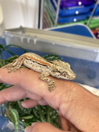 Image 5 of Baby striped gargoyle gecko red orange