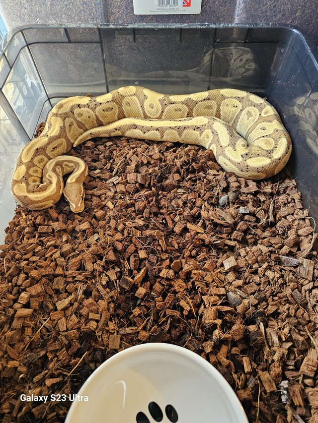 Preview of the first image of CB21 banana 100% het pied.
