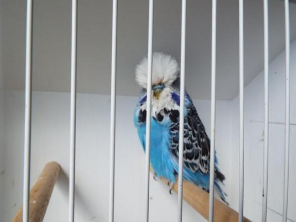 Image 2 of Budgerigars For Sale from Champion Exhibitor