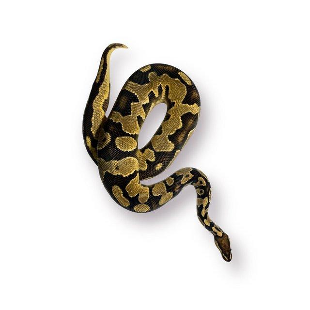 Preview of the first image of CB22 Male Orange Dream YB HRA Possible Het Pied Royal Python.