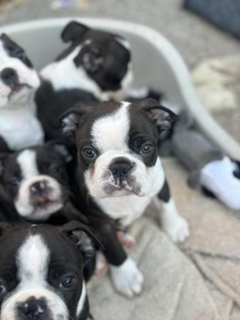 Image 14 of KC Reg Exceptional Boston Terrier Puppies