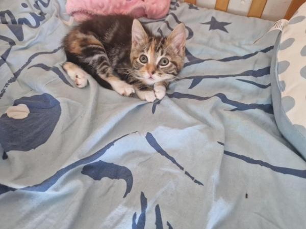 Image 2 of 1 year old female cat for sale