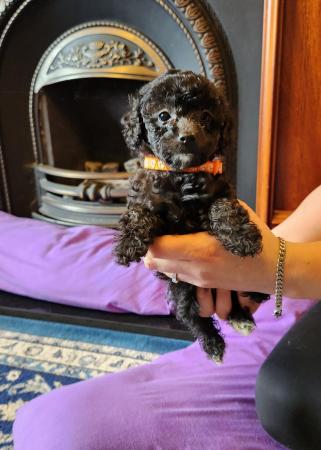 Image 19 of Beautiful tiny toy poodle puppies READY NOW