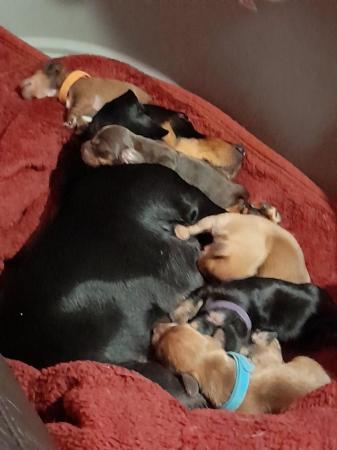Image 3 of 6 Gorgeous miniature Dachshunds 1 week old