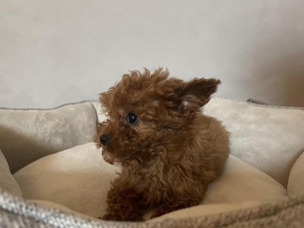 Image 8 of Toy Cavapoo puppies Available