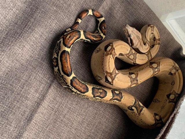 Preview of the first image of Female Boa normal possible jungle 100% double het.