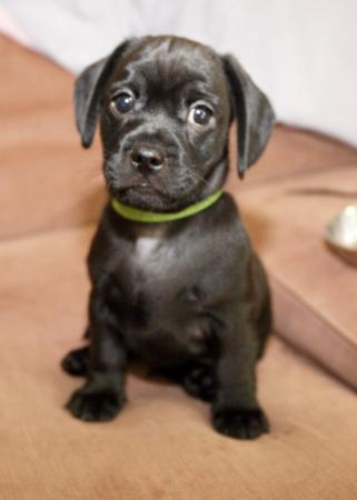 Image 19 of Daschund X Pug puppies Almost ready for homes