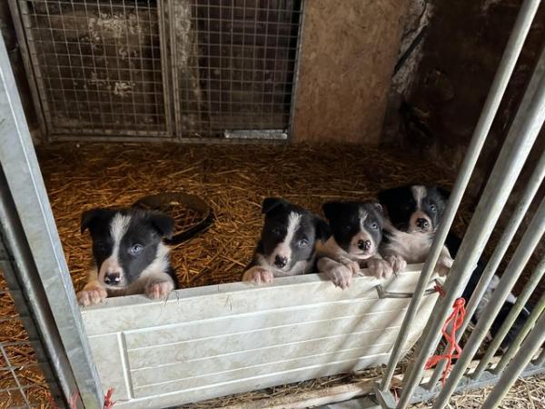 Image 1 of Border collie pups for sale please contact