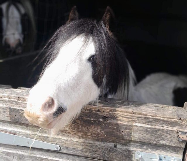 Preview of the first image of Rising 3 year old mini gypsy cob.