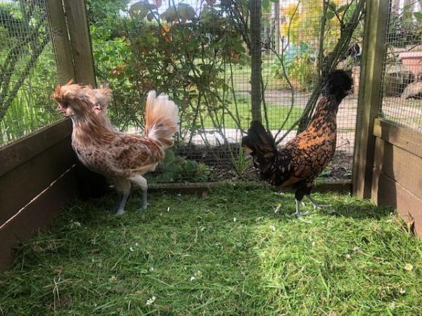 Image 2 of polish chickens 15 weeks old