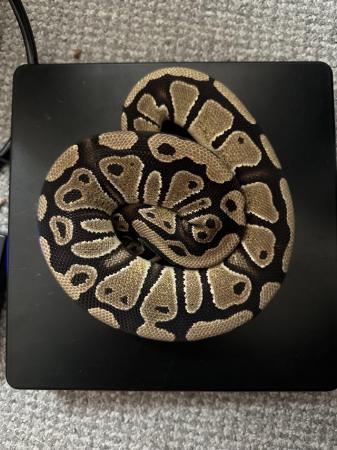 Image 3 of Available Royal/Ball Pythons