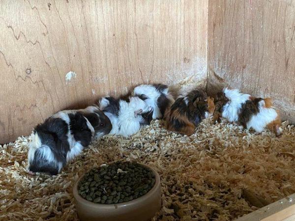 Image 3 of Guinea pigs ready for there new homes