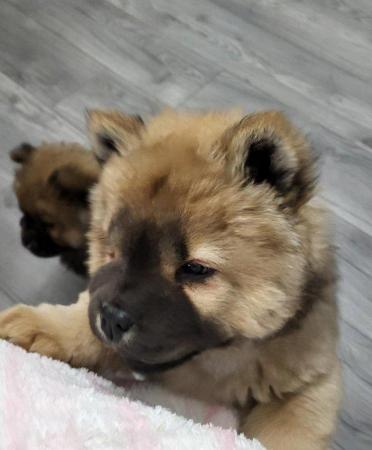Image 10 of Ready now Kc Chowchow Puppies
