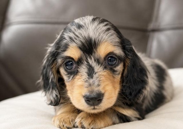 Stunning Silver And Tan Dapple Girls — Pets & Animals in Saffron Walden