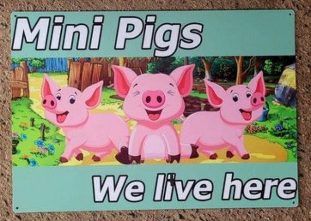 Preview of the first image of Unique one-off Pig metal gate/wall/fence sign.