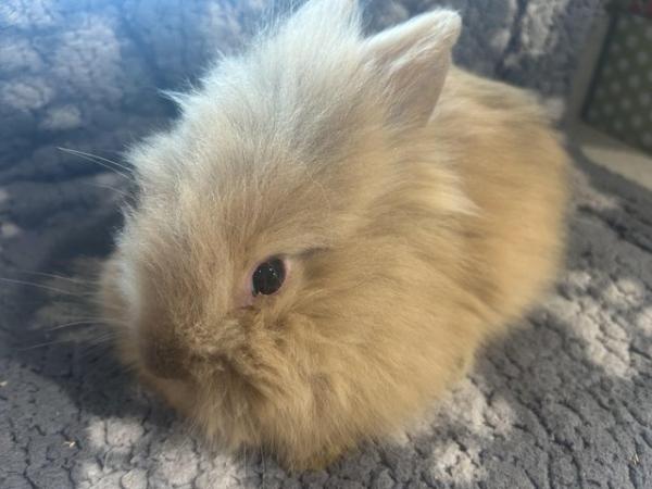 Image 6 of Lovely baby lionheads, males and females