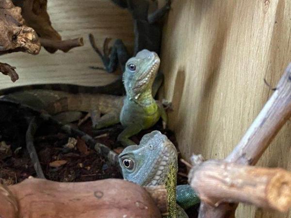 Image 5 of Dragons for sale at Birmingham Reptiles