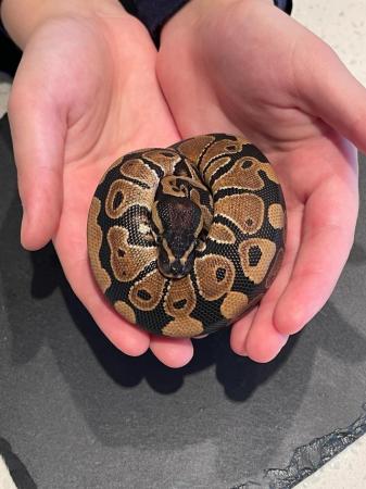 Image 4 of WILD TYPE Baby (Normal) ball python looking for good home
