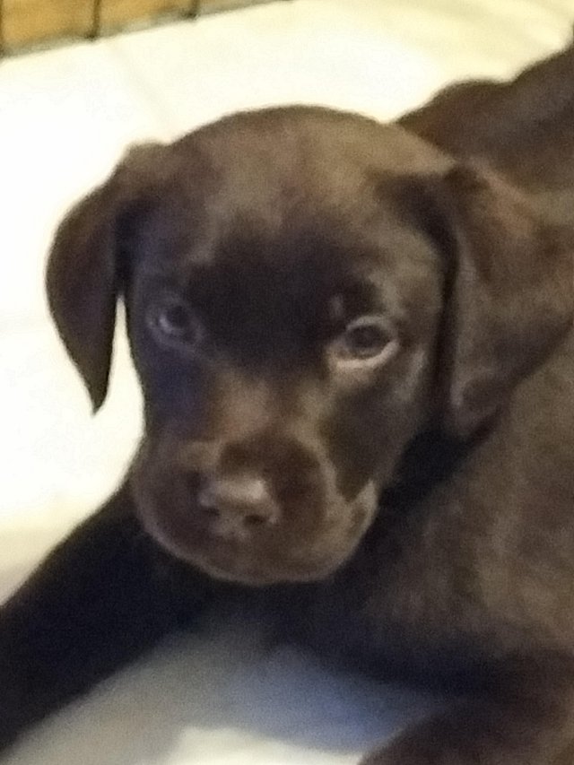 Preview of the first image of Chocolate Labrador puppies.