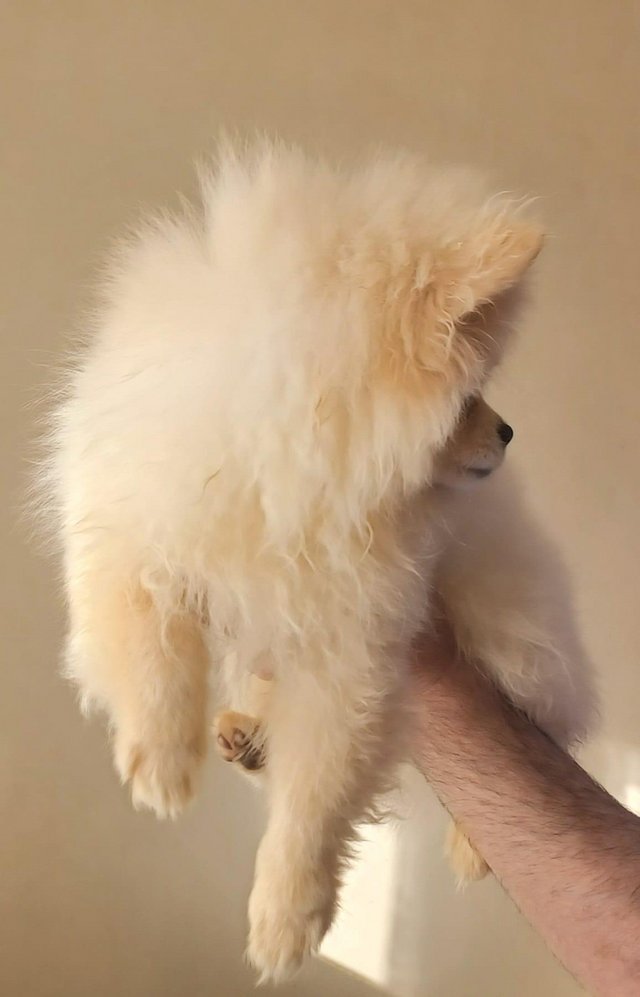Preview of the first image of FEMALE POMERANIAN PUPPIES.