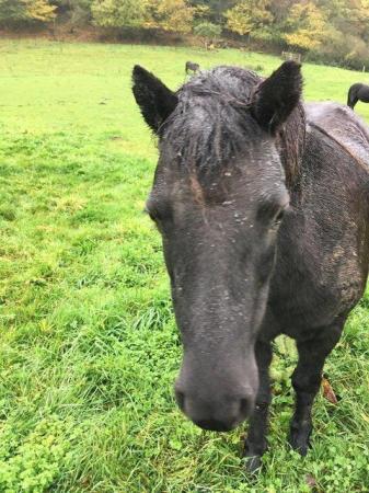 Image 2 of Pretty Dartmoor Companion Rescue Project Pony Mare