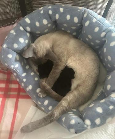 Image 2 of 2 BLUE POINT CROSS SIAMESE KITTENS (COCA-COLA BLACK)