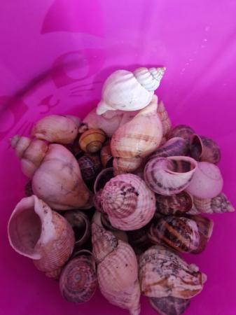 Image 1 of Assorted shells for fish tank
