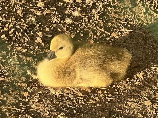 Image 2 of 2 week old goslings for sale