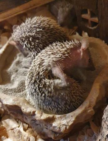 Image 5 of Friendly Lesser Tenrecs available