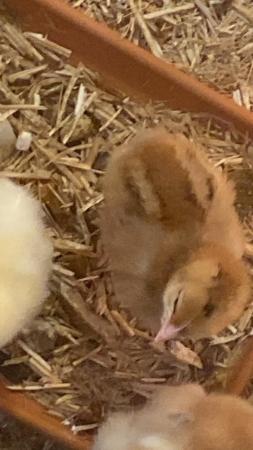 Image 3 of Chicks unsexed all different breeds