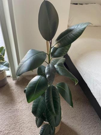 Image 1 of Two beautiful Rubber Plants for Sale
